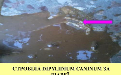 Предотвращение заражения дипилидиозом человека