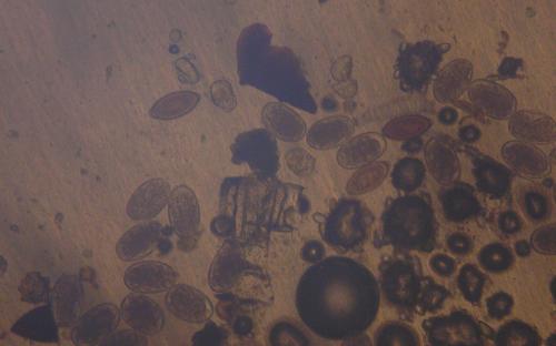 ПАРАЗИТОЗИ БЕЗПРИТУЛЬНИХ СОБАК