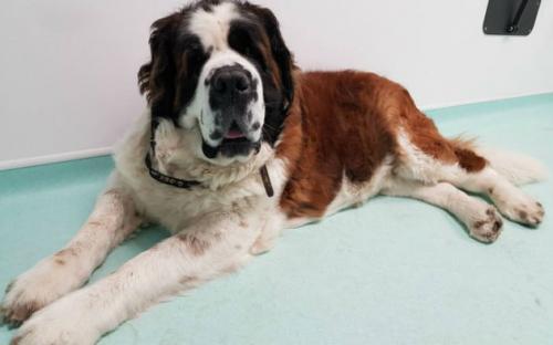 Сенбернар Мейзи