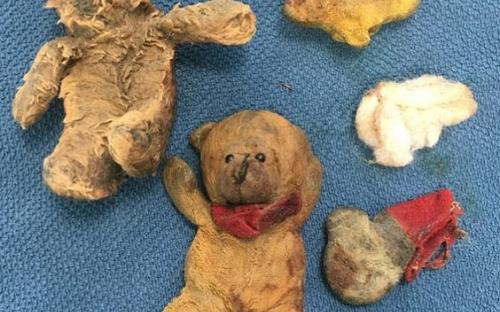 Сенбернар Мейзи