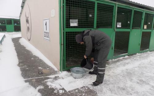 Репортаж. Утро в Приюте Центра обращения с животными