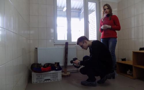 Приютские кошки позировали для конкурса красоты