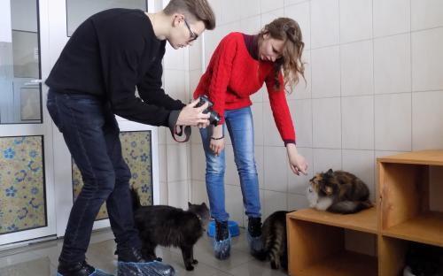 Приютские кошки позировали для конкурса красоты