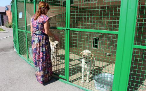 Четырёхлапым нужен дом