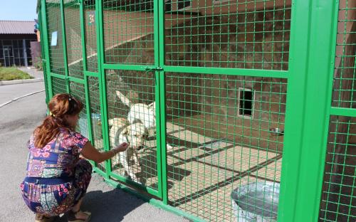 Четырёхлапым нужен дом