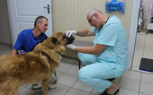 Четырёхлапым нужен дом