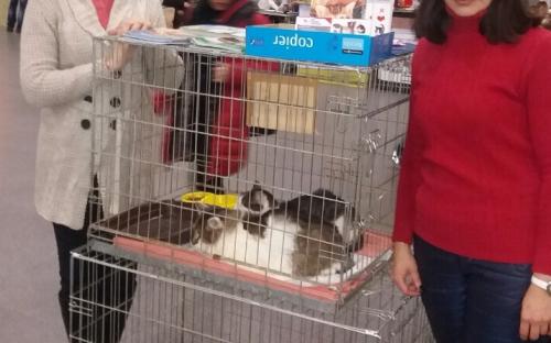 10-11 декабря прошла международная выставка кошек