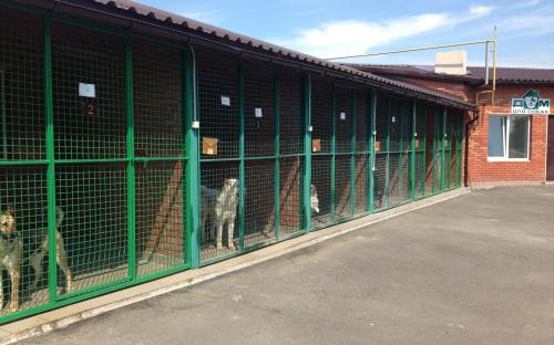 Харьковский приют для бездомных животных