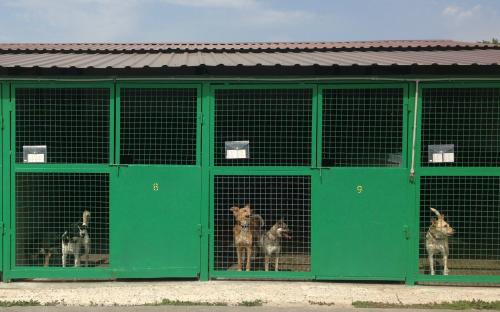 Харьковский приют для бездомных животных