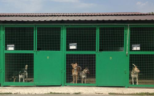 Ю. Шаповалова, директор КП "Центр обращения с животными" стала гостем газеты "Харьковские известия". 