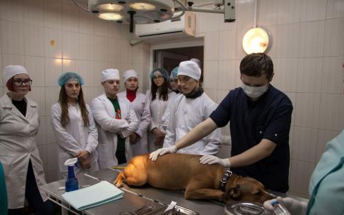 Первокурсники зооветакадемии в ветклинике Центра от теории переходят к практике