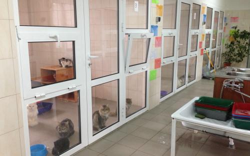 Харьковский приют для бездомных животных