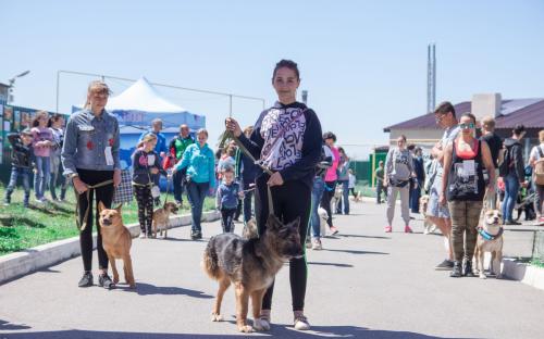 Самый масштабный в Украине пробег людей вместе с собаками