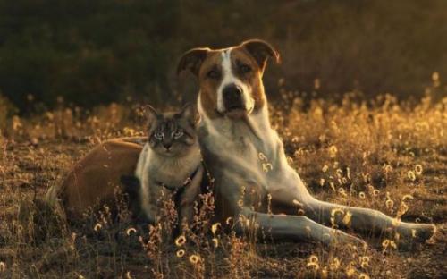 Дружба кота Балу и собаки Генри покорила Instagram