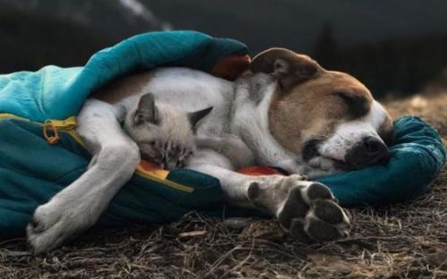 Дружба кота Балу и собаки Генри покорила Instagram