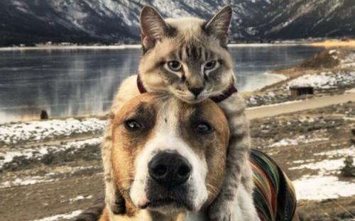 Дружба кота Балу и собаки Генри покорила Instagram