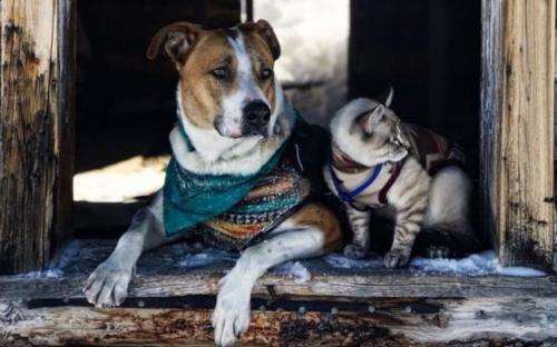 Дружба кота Балу и собаки Генри покорила Instagram