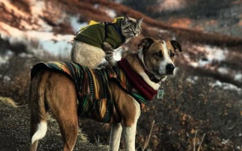 Дружба кота Балу и собаки Генри покорила Instagram