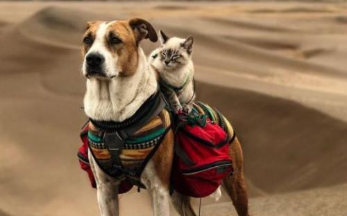 Дружба кота Балу и собаки Генри покорила Instagram