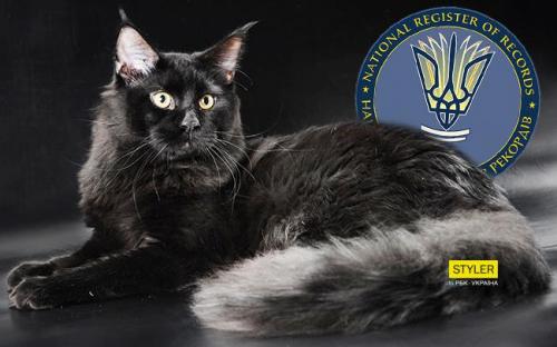 в книгу рекордов Украины внесли самого длинного кота