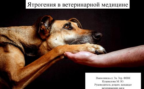 Ятрогения в ветеринарной медицине