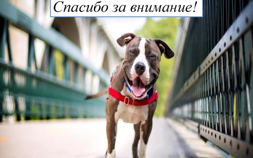 Ятрогения в ветеринарной медицине