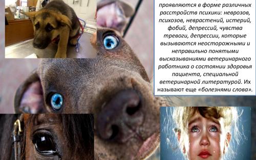 Ятрогения в ветеринарной медицине