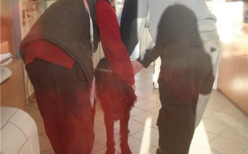 Как принимают отловленную собаку