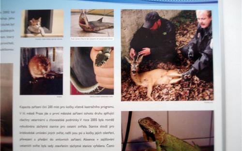 На стендах показаны фотографии животных которые попадали в приют