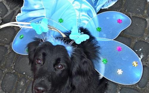 Лохматая команда из Центра обращения с животными праздновала День Святого Валентина в зооветеринарной академии