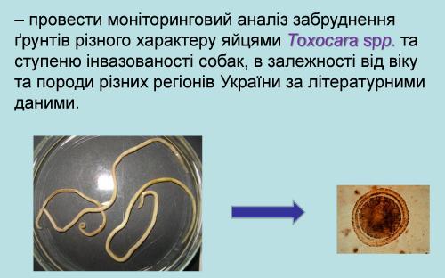 Токсокароз собак 