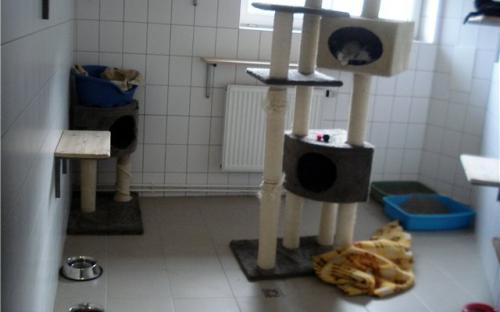 зона чистого приюта, где люди могут выбрать животное