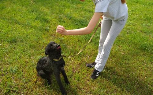 КП «Центр обращения с животными» провело «День открытых дверей» в новом формате