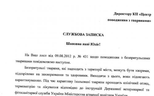 Сроки проведения ветеринарных процедур для бездомных собак