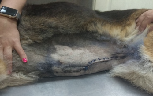 Новообразования (опухоли) яичников: заболеваемость и факторы риска