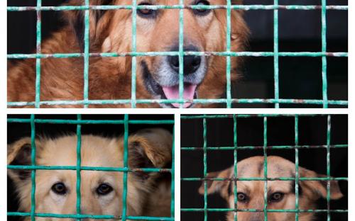 Помощь приюту для животных