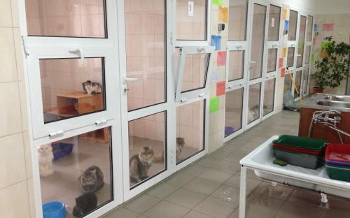 Помощь приюту для животных