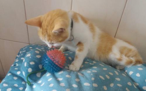 КП "Центр обращения с животными" благодарит за подарки питомцам Харьковского муниципального приюта для бездомных животных