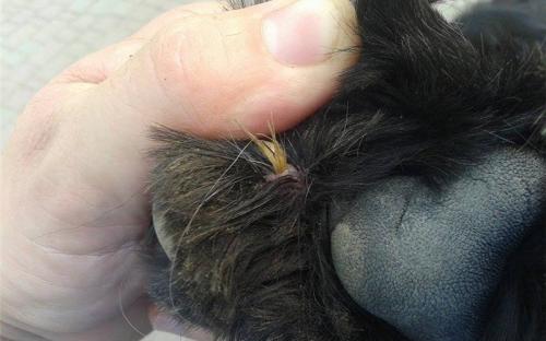 Осторожно, устюг!