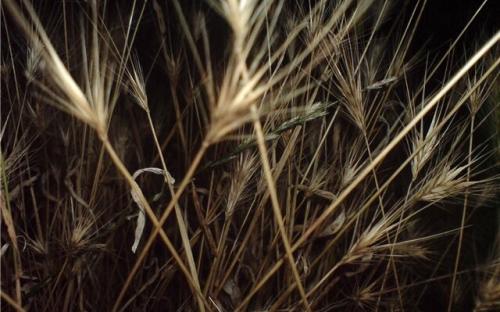 Осторожно, устюг!