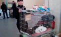 10-11 декабря прошла международная выставка кошек