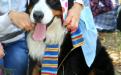 Всемирный день защиты животных. Проходил в поселке Жуковского