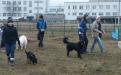 Праздник на площадке, оборудованной Центром обращения с животными