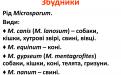 Распространение и видовой состав возбудителей дерматомикозов мелких домашних животных в. Харькове