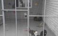 Харьковский приют для бездомных животных