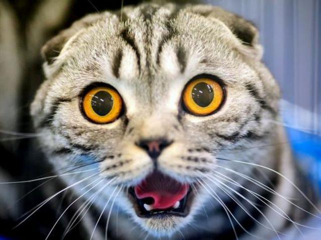 Власти Бельгии решили кастрировать всех котов.