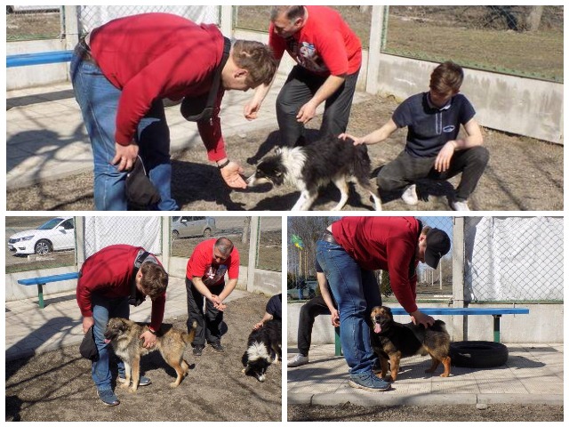 Три собаки с приюта Центра обращения с животными стали столичными жителями