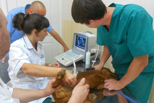 Цілодобова ветеринарна клініка в Харкові на проспекті Гагаріна