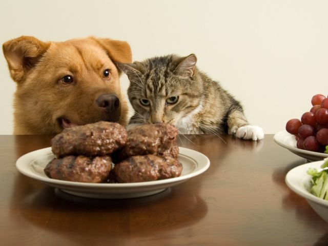 Еда, убивающая домашних животных